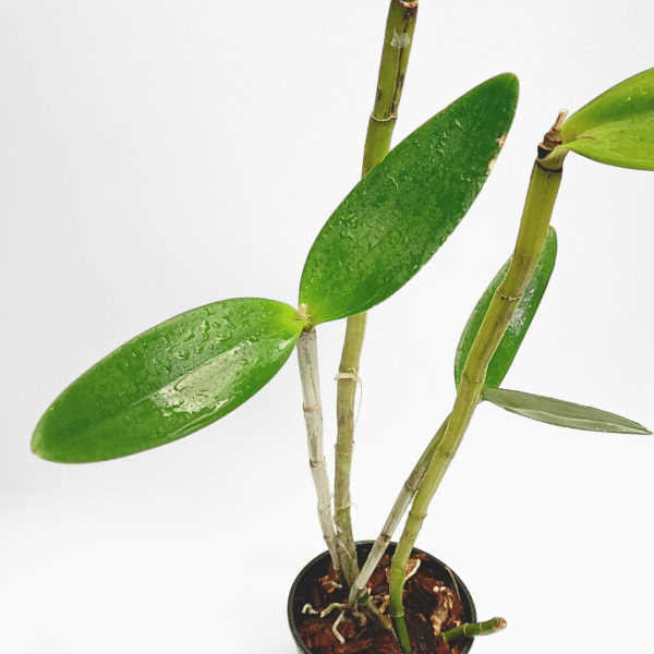 Cattleya grossii x Self - Image 2