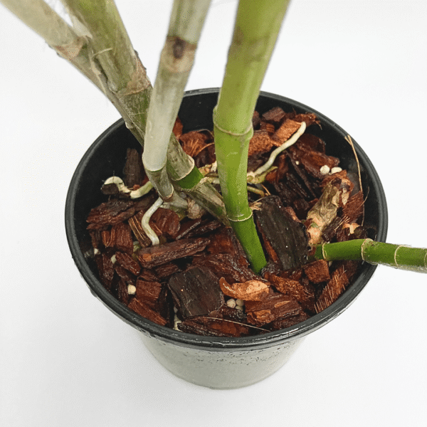 Cattleya grossii x Self - Image 3