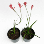 Dwarf Kangaroo Paw