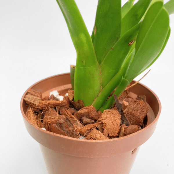 Maxillaria valenzualana - Image 3