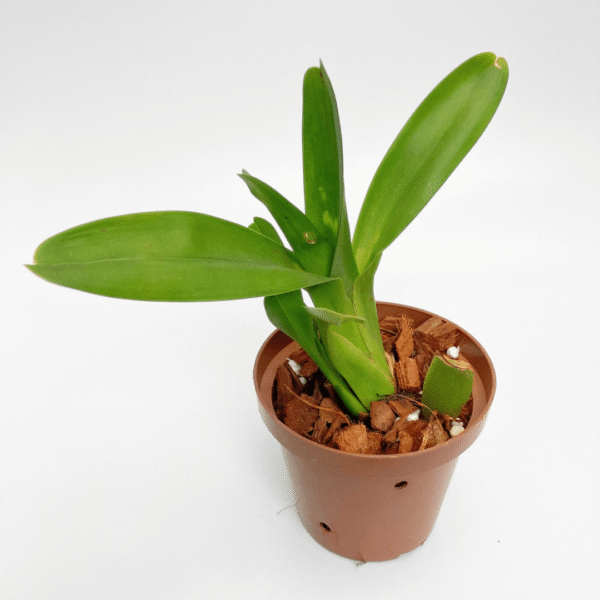 Maxillaria valenzualana - Image 2