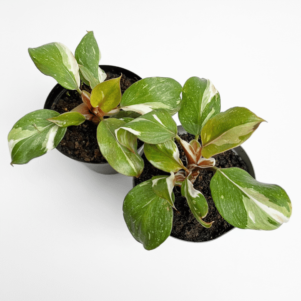 Philodendron 'White Knight' - Image 2