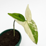 Syngonium Podophyllum Albo-Variegatum