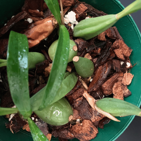 Coelogyne cristata - Image 2