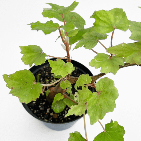 Begonia Dregei – Bonsai-Style Caudex Begonia - Image 3