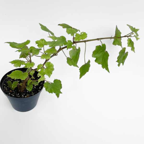 Begonia Dregei – Bonsai-Style Caudex Begonia - Image 2
