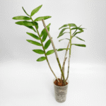 Dendrobium fimbriatum variety occulatum