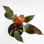 Philodendron Pink Princess 14cm