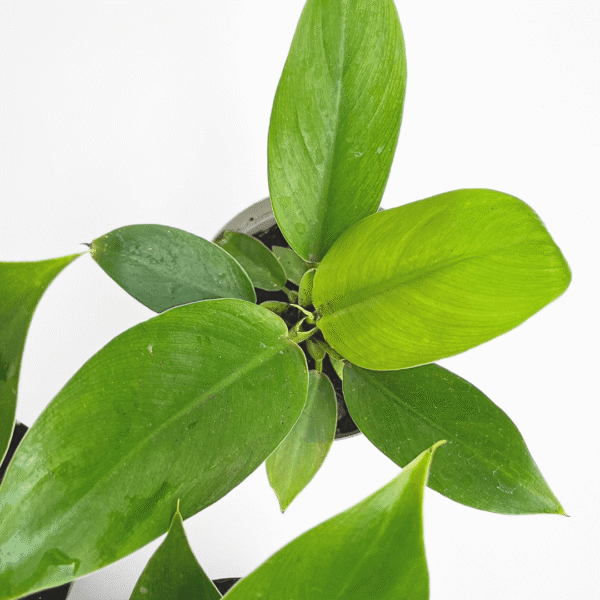 Philodendron Imperial Green – Lush Easy-Care Indoor Foliage Plant - Image 5