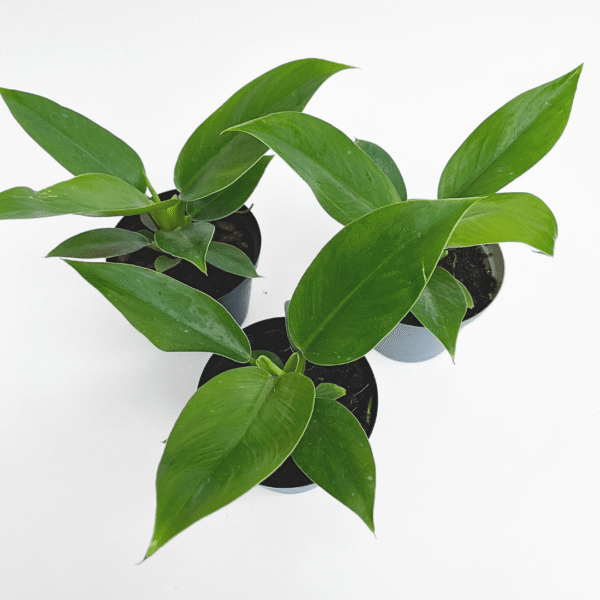 Philodendron Imperial Green – Lush Easy-Care Indoor Foliage Plant - Image 2