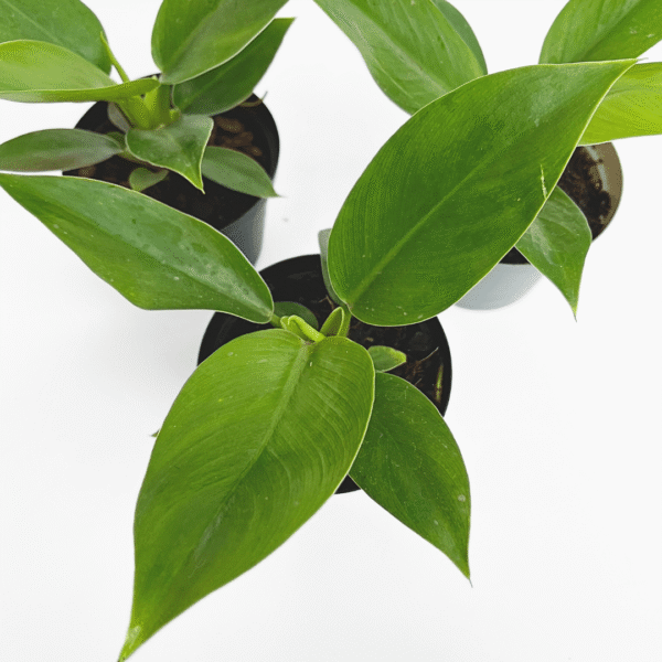 Philodendron Imperial Green – Lush Easy-Care Indoor Foliage Plant - Image 4