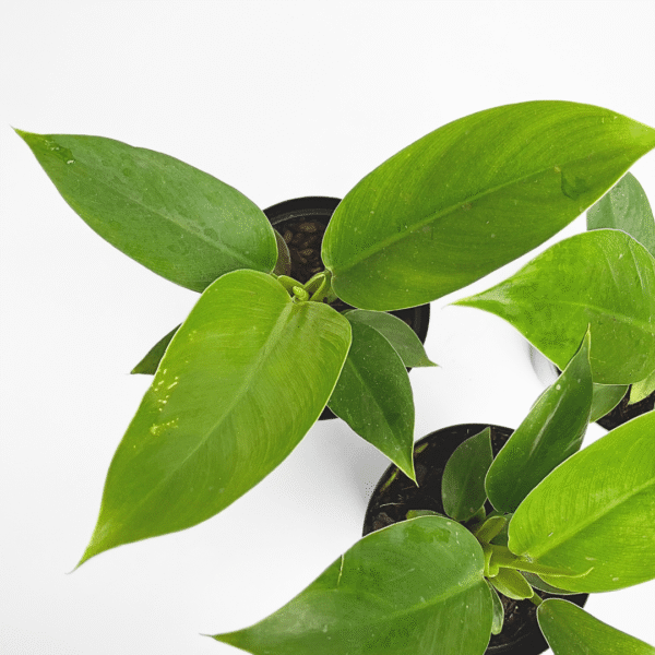 Philodendron Imperial Green – Lush Easy-Care Indoor Foliage Plant - Image 3