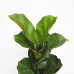 Ficus Lyrata Bambino