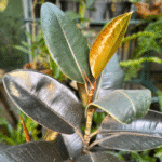 Ficus Burgundy (20cm pot)