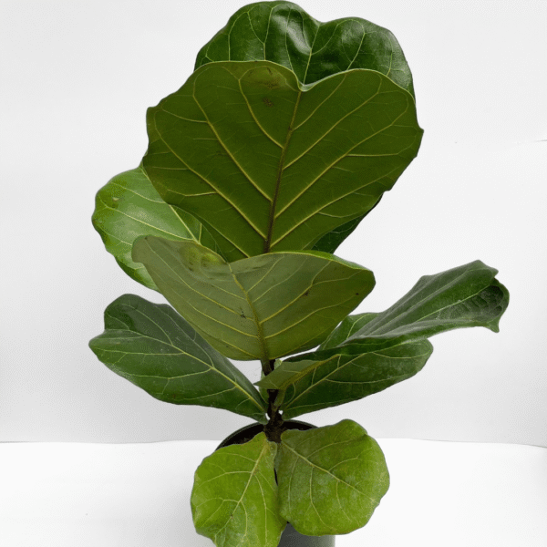 Ficus Lyrata Bambino - Image 2