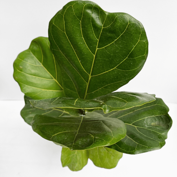 Ficus Lyrata Bambino - Image 3