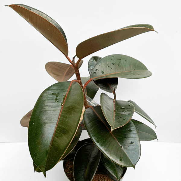 Ficus Burgundy (20cm pot) - Image 3