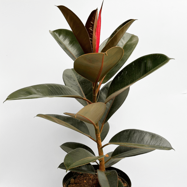 Ficus Burgundy | Deep Red Foliage | Ideal for Indoor Décor - Image 2