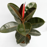 Ficus Burgundy in a 25 cm pot with deep red glossy leaves
