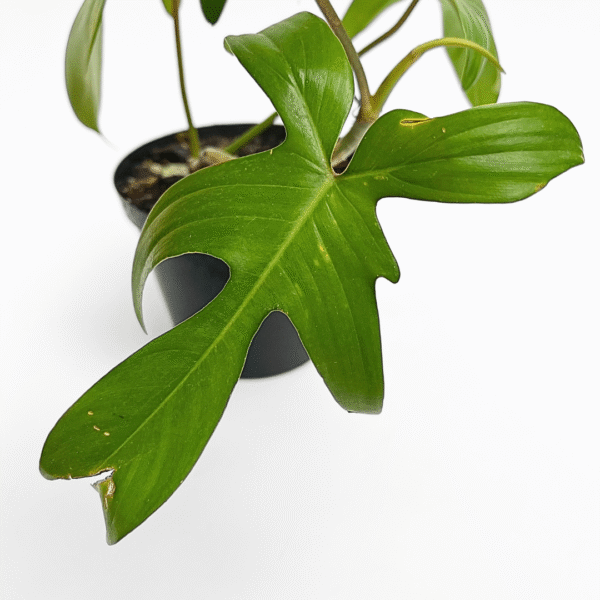 Philodendron Florida Ghost - Image 2