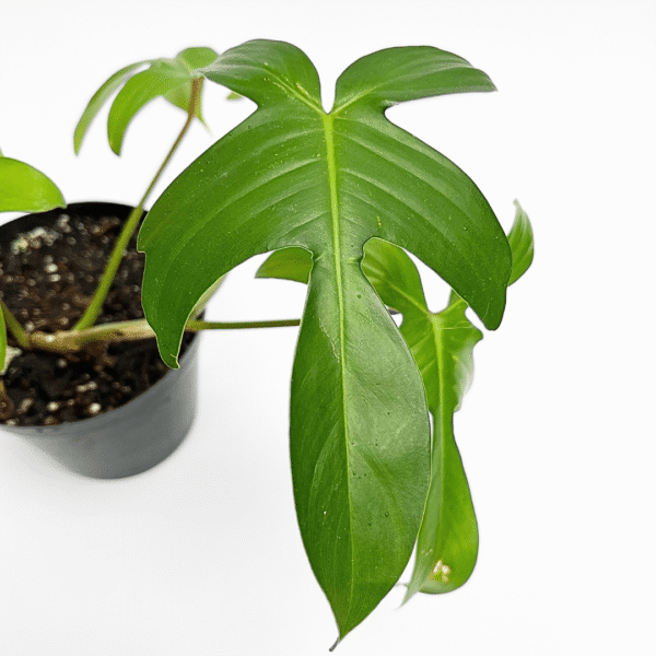 Philodendron Florida Ghost - Image 3
