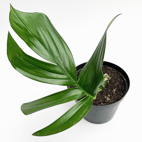 Epipremnum Pinnatum ‘Dragon’s Tail’ – Climbing Tropical Aroid - Image 3