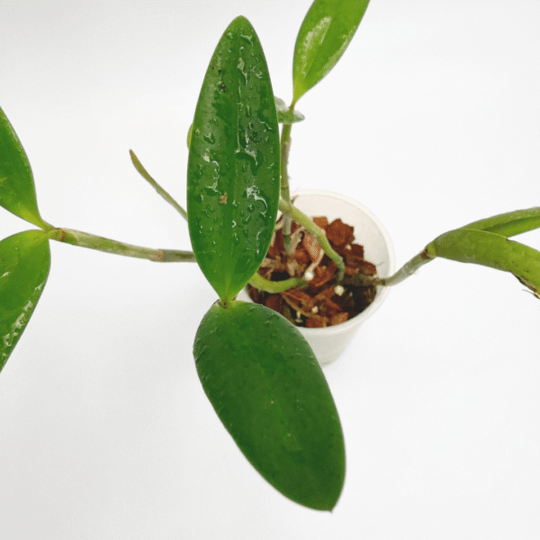 Cattleya loddigessii "Impassionata" Hcc/Aos - Image 2