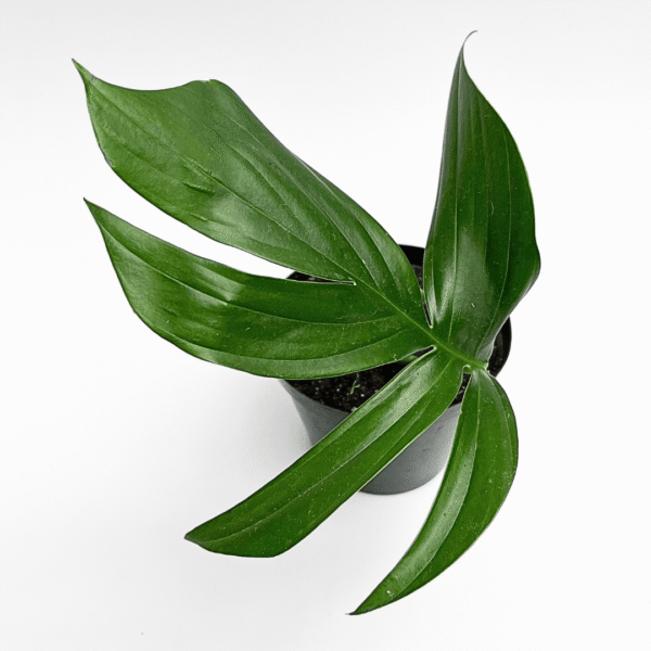 Epipremnum Pinnatum ‘Dragon’s Tail’ – Climbing Tropical Aroid - Image 2