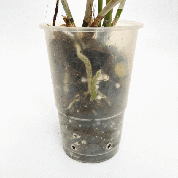 Cattleya loddigessii "Impassionata" Hcc/Aos - Image 3