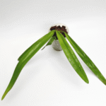 Paphiopedilum Prince Edward of York (Rothschildianum “Chester Hills “ Am/Aos x sanderianum “Dark Beauty”)