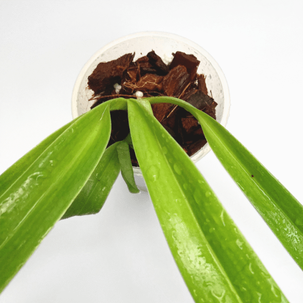 Paphiopedilum Prince Edward of York (Rothschildianum “Chester Hills “ Am/Aos x sanderianum “Dark Beauty”) - Image 2