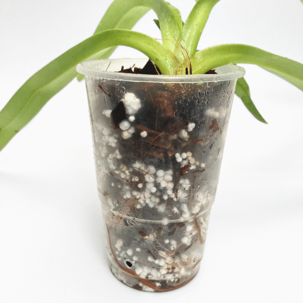 Paphiopedilum Prince Edward of York (Rothschildianum “Chester Hills “ Am/Aos x sanderianum “Dark Beauty”) - Image 3