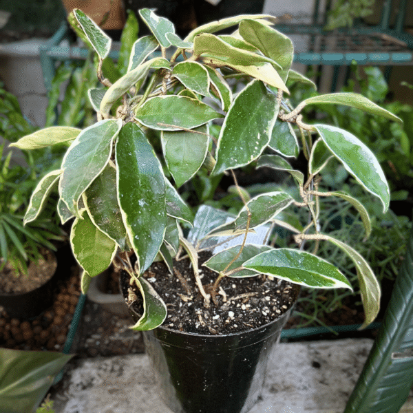 Hoya carnosa tricolor - Image 2
