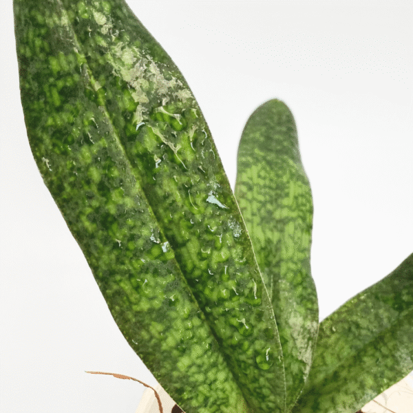 Paphiopedilum Lynleigh Koopowitz - Image 3