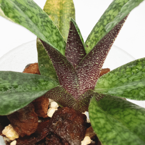 Paphiopedilum Lynleigh Koopowitz - Image 2