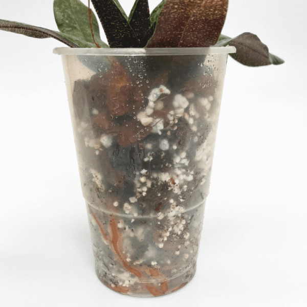 Paphiopedilum Lynleigh Koopowitz - Image 4