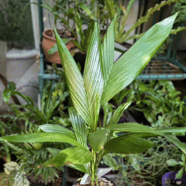 Betel Nut Palm | Lush Tropical Canopy | Ideal for Indoor & Garden Display - Image 3