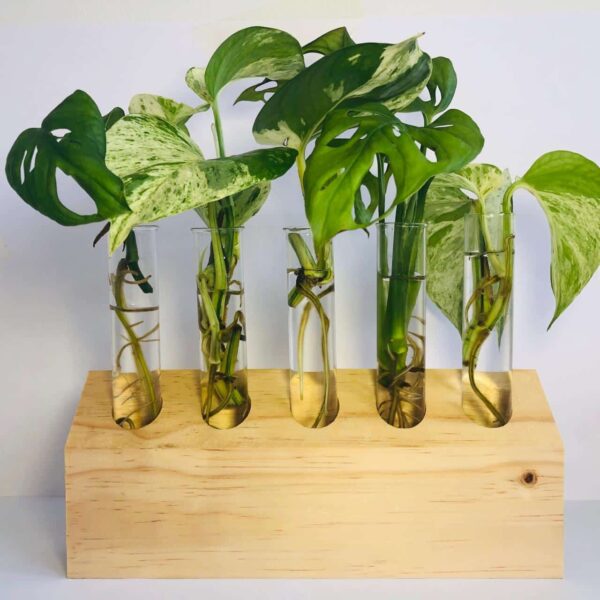 Slanted Plant Propagation Station - 5 Tube - Image 3