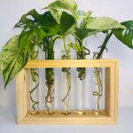 Wooden plant propagation station with five glass test tubes for rooting cuttings