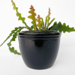 Ceramic Black Cover Pot
