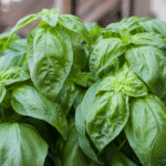 Organic Basil Large Leaf Seeds