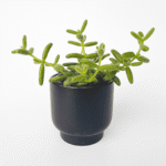 Ceramic black pot with glossy finish, 9cm size.