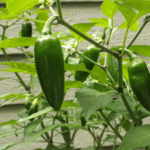 Organic Serrano Chili Seeds