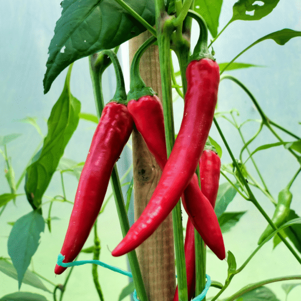 Organic Paprika Supreme Seeds - Image 2