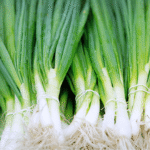 Organic Onion Spring Lisbon Seeds