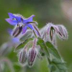 Organic Borage Azure Blue Seeds