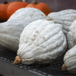 Organic Hubbard Squash Seeds