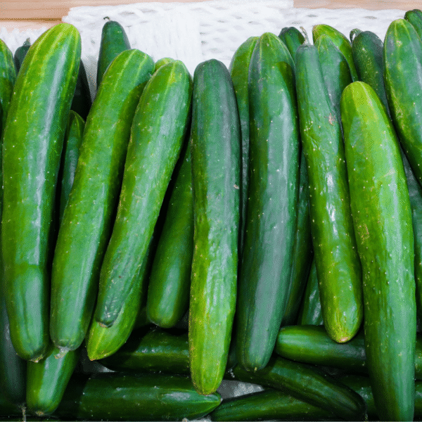 Organic Burpless Cucumber Seeds - Image 2