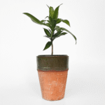 Two-Tone Rustic Ceramic Pot with terracotta base and green glazed top.