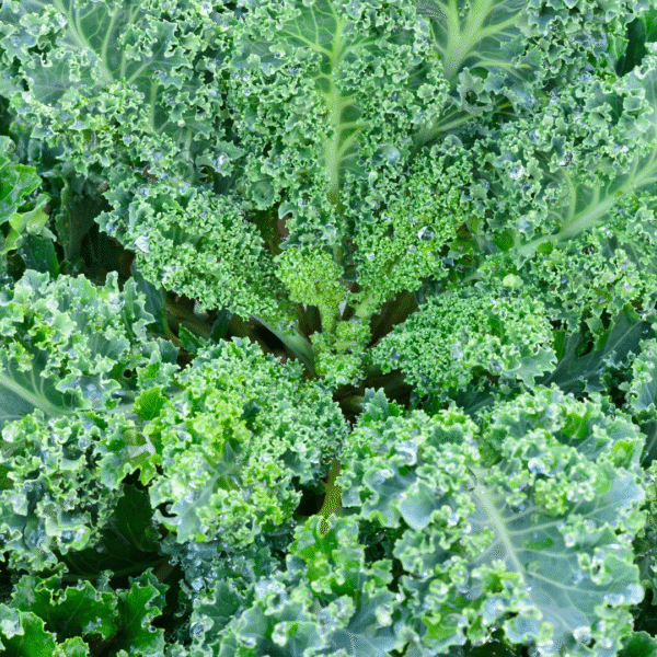 Organic Kale Vates Blue Seeds - Image 2
